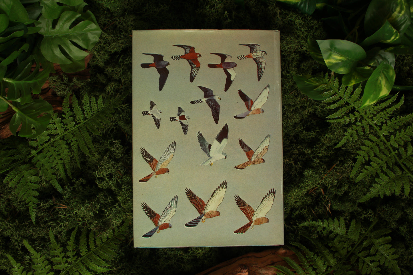 Birds of Prey - Peter Steyn