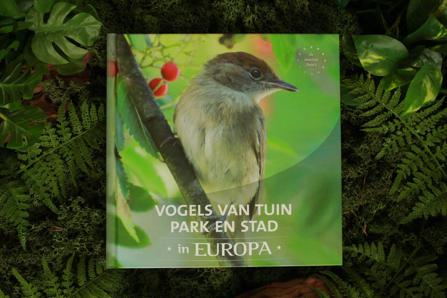 Vogels van tuin park en stad in europa - Jaap Schelvis