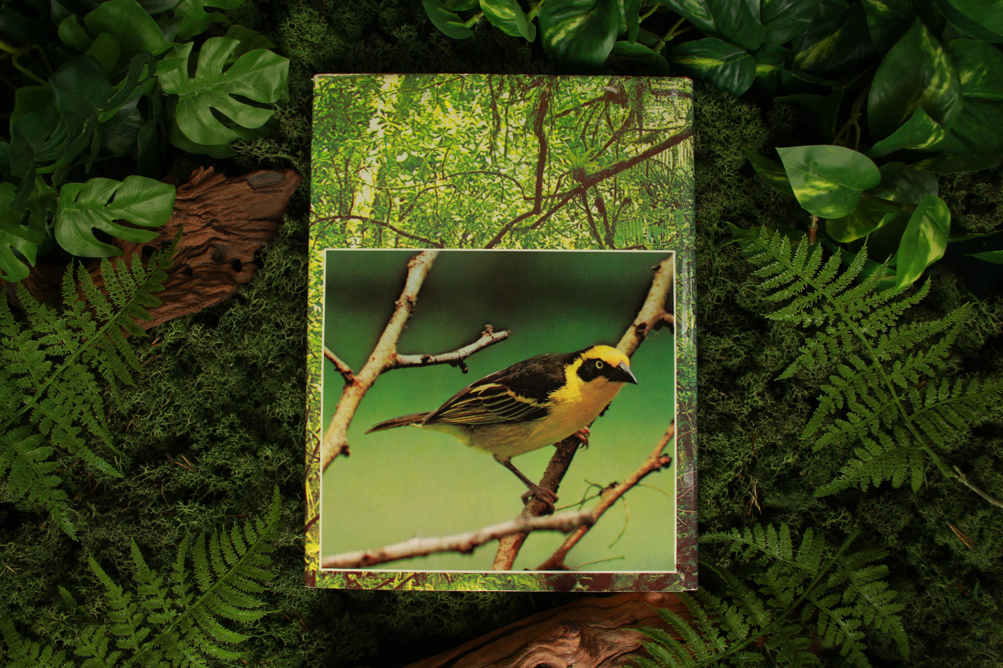 Birds of the Tropics - M.D. England