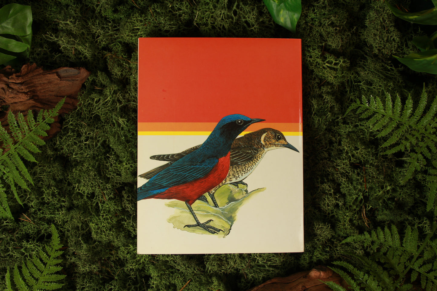 Birds of Hong Kong - Clive Viney & Karen Phillipps