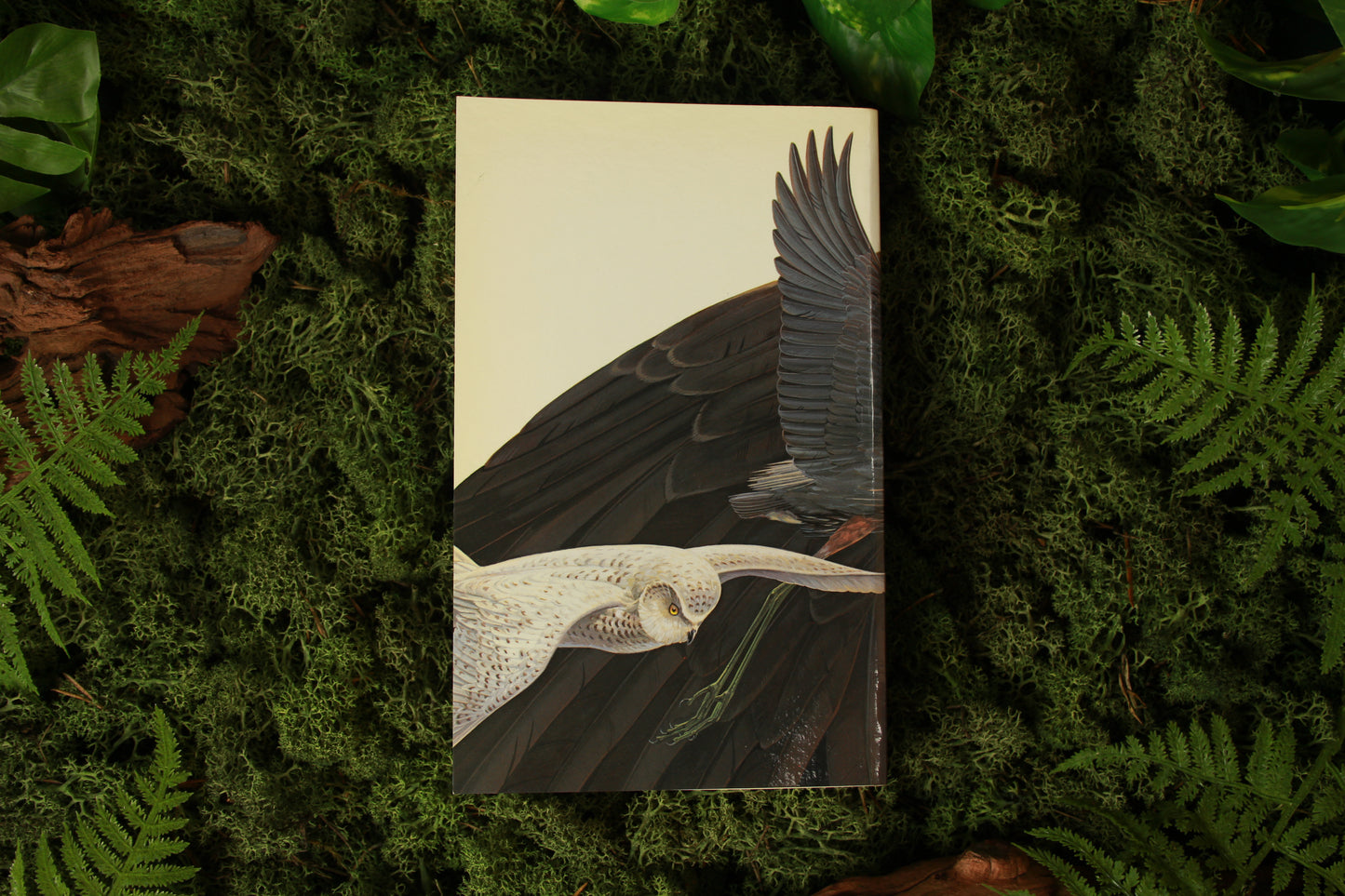 Field Guide to the Birds of North America – National Geographic