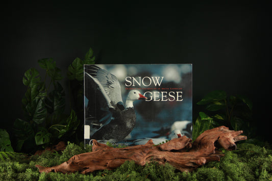 Snow Geese - Bruce Batt