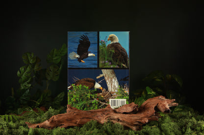 Bald Eagles - Donald F. Bruning