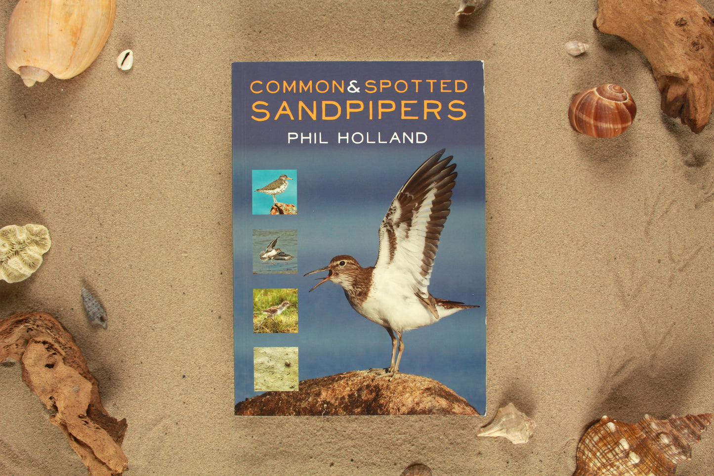 Common & Spotted Sandpipers - Phil Holland