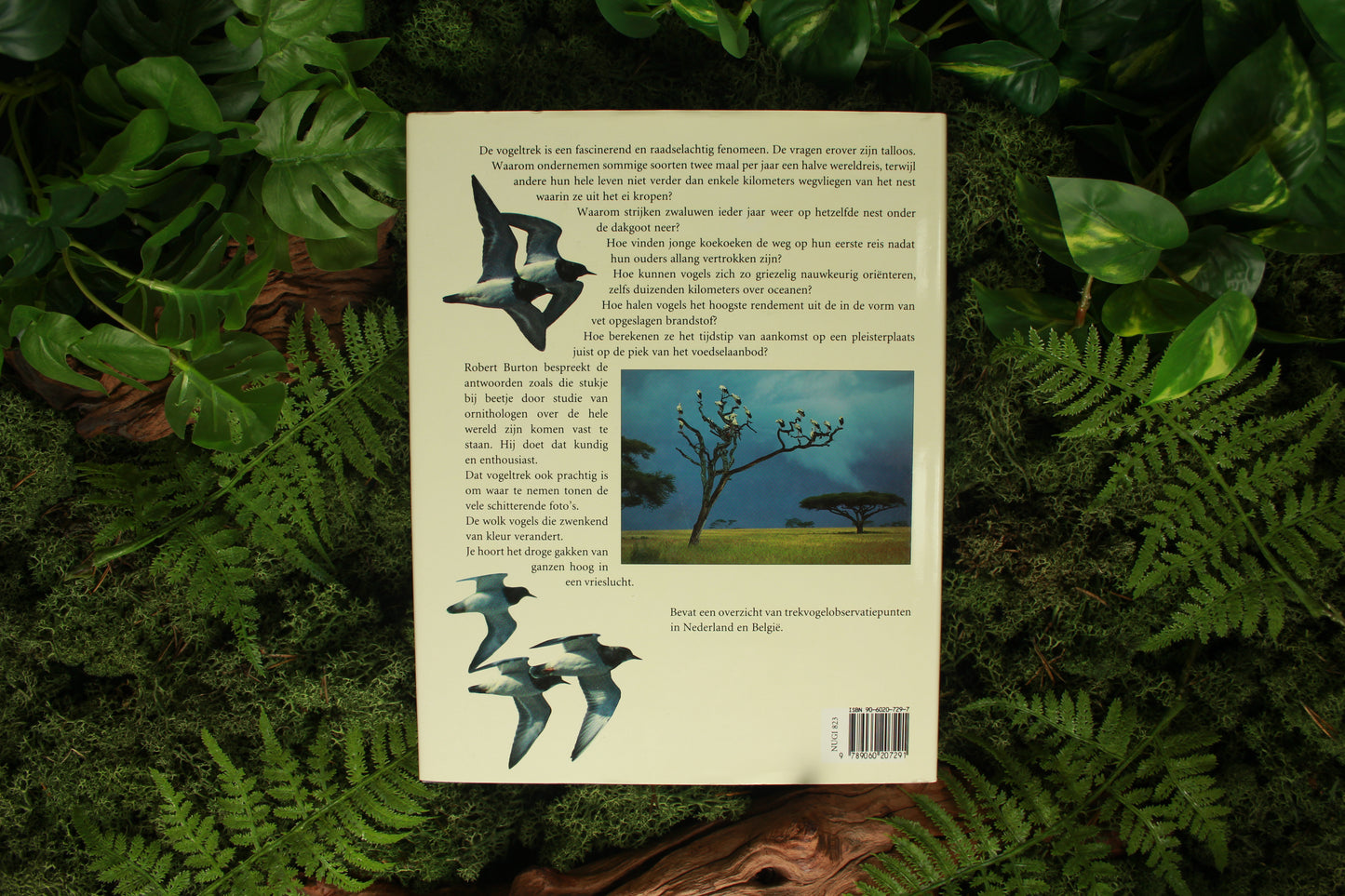 Vogeltrek – Robert Burton
